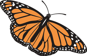 Beautiful Monarch butterfly with delicate orange and black wings, a close-up isolated on a clean white background