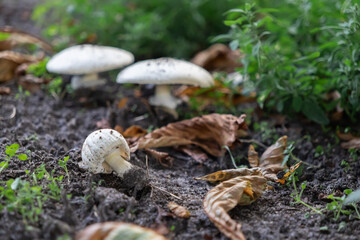 Wild white mushrooms with speckled caps growing in damp forest soil, surrounded by lush green foliage and dry autumn leaves, symbolizing nature's resilience