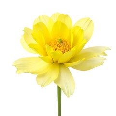 Delicate yellow cream Aquilegia flower blossom.