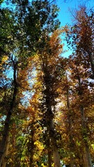 autumn in the forest