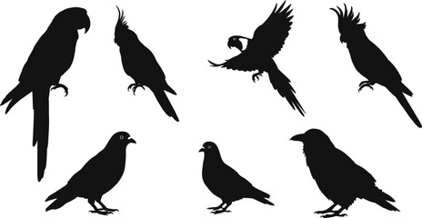 Bird silhouette collection in flight and perched poses, diverse avian species vector for nature, wildlife, education, art, and design themes