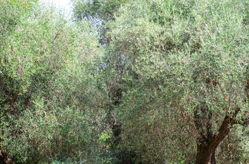 Large olive tree with dense canopy against bright sunlight in natural landscape