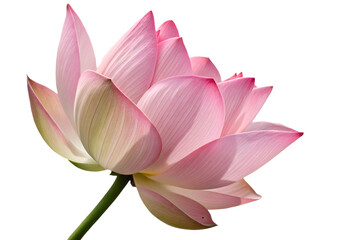 Pink lotus isolated on white background 