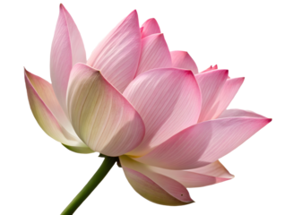 Pink lotus isolated on white background 