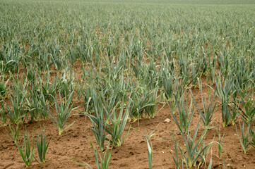 Leek plantation growing in cultivated field: agriculture and food production