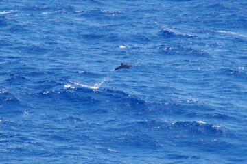 Obraz premium dolphin jumping out of water