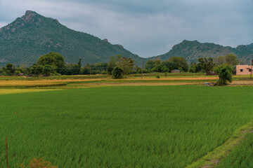 A field of green rice with a house in the background