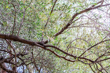 Intertwined branches of an olive tree with fresh young shoots reaching upward against bright blue...