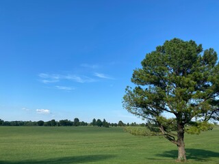 tree in the field