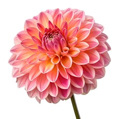 Pompon Dahlia Perfectly Rounded and Glossy Bloom with Dense Layered Petals in Bright Vibrant Colors on Pure White Background, Showcasing Freshness, Elegance, and Natural Charm