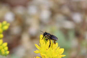Bee pollinating yellow flower