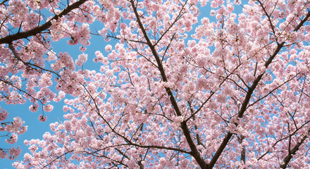 Fototapeta premium Pink Cherry Blossoms in Natural Daylight