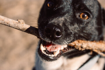 A black dog excitedly holds a stick in its mouth, ready to play and have fun. A close-up shot of a black dog with a stick in its mouth, showcasing its teeth and tongue, with a blurred background.