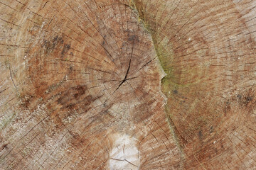 
The Story of an Old Poplar. Texture of a cross section of an old poplar tree