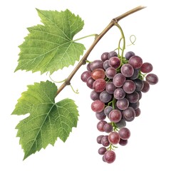 Fototapeta premium Vitis vulpina Wild Grape Shiny and Vibrant Woodland Treasure with Deep Purple Blue Glow and Smooth Glossy Skin on Pure White Background, Capturing Freshness, Sweetness, and Natural Vitality