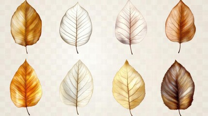 Obraz premium Autumn Leaves Watercolor Clipart - Golden, Brown and White Leaf Illustrations
