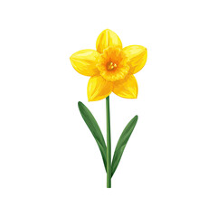Fototapeta premium Vibrant Yellow Daffodil Flower on Green