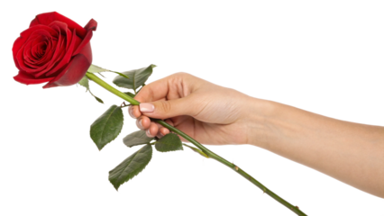 A Female Hand Offers a Single Red Rose in Full Bloom isolated on a transparent background