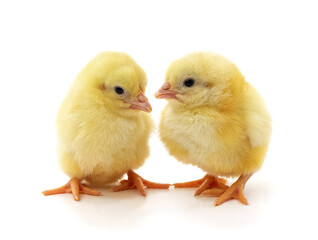 Two yellow little chickens.