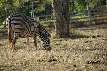 Zebra is grazing in a field