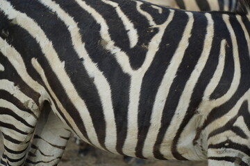 The zebra has a very distinct black and white striped pattern