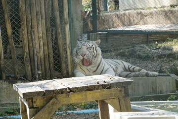 White tiger is laying on a wooden table in a zoo enclosure