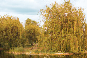 autumn landscape in the park