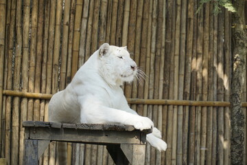 White tiger is laying on a wooden table in front of bamboo