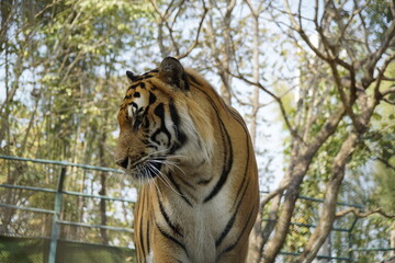 Tiger is standing in front of a tree