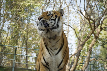 Tiger is standing in a zoo enclosure, looking up at the camera