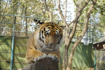 Tiger is laying on a log in a zoo enclosure