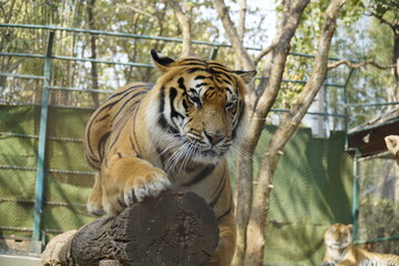 Tiger is standing on a log in a zoo enclosure