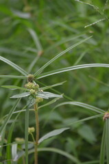 dragonfly on grass