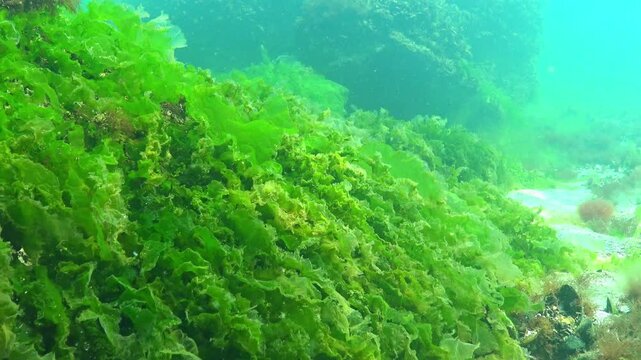 Black Sea algae, green algae Ulva Enteromorpha grow and sway on rocks near the shore
