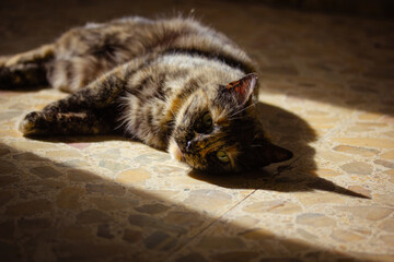 A beautiful tabby cat enjoys the warmth of the sun relazing on the stone floor. A relaxed...