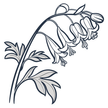 corydalis ochroleuca vector illustration 