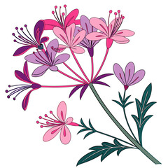 floral background with candytuft annual