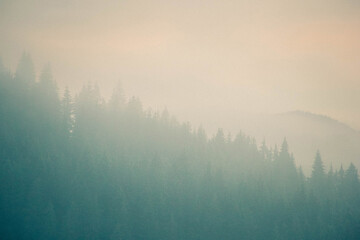 Fototapeta premium Misty Carpathian forest landscape with silhouettes of pine trees fading into morning fog