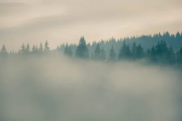 Plexiglas schilderij Mistig bos Foggy Carpathian forest with silhouettes of pine trees emerging through dense morning mist  © Юлия Ткачева