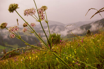 Wild Carpathian meadow flowers in focus with misty mountains and forest in soft background