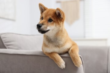 Cute Shiba Inu dog posing on sofa indoors
