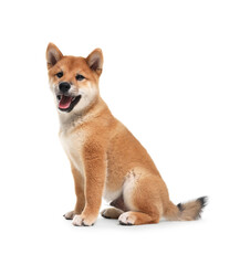 Cute Shiba Inu dog sitting on white background