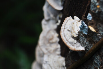 Close-up of wild mushroom growing on tree bark