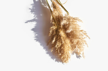 Minimalist arrangement of pampas grass on white background with soft shadows.