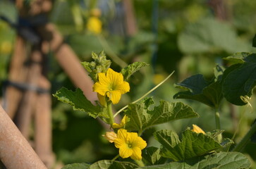 Melon Plant Blooms