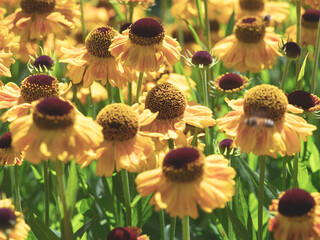 Sneezeweed Helenium autumnale flowers in a garden