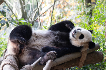 Close up Sleeping Panda, China