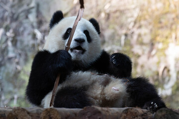 Obraz premium Close up Fluffy Panda eating Bamboo Leaves, China