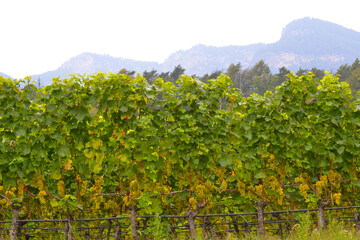 Naklejka premium Weinrebe; Vitis vinifera, Goldmuskateller, Moscato Giallo