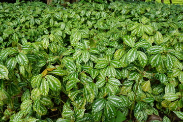 Lush green plant with many leaves and a few brown spots